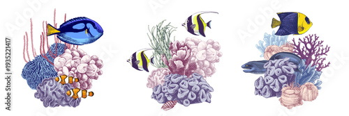 Coral reef groups with fishes