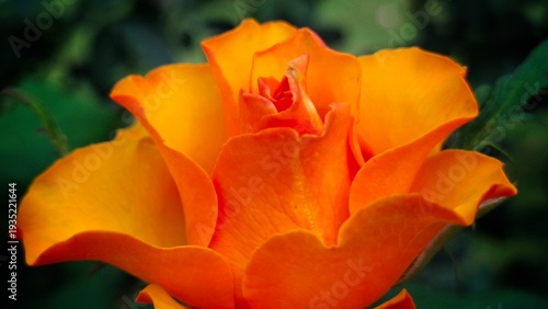 Golden Rose: A close-up shot of a radiant rose, its petals a vibrant blend of gold and orange, unfurling gracefully in the soft light, evoking feelings of beauty and elegance.