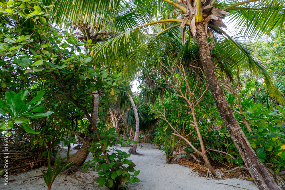 Fototapeta premium Tropical beach path winds between tall palm trees