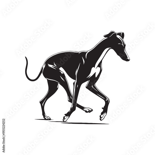 Elegant Italian Greyhound Silhouette – Sleek and Graceful Toy Sighthound Illustration.
