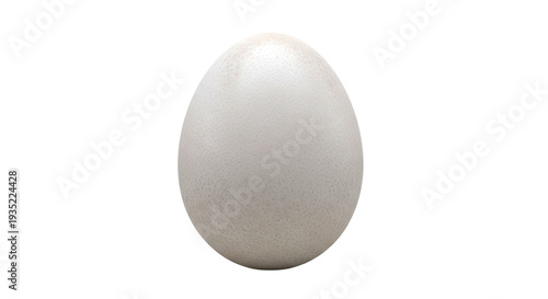 Ostrich Egg