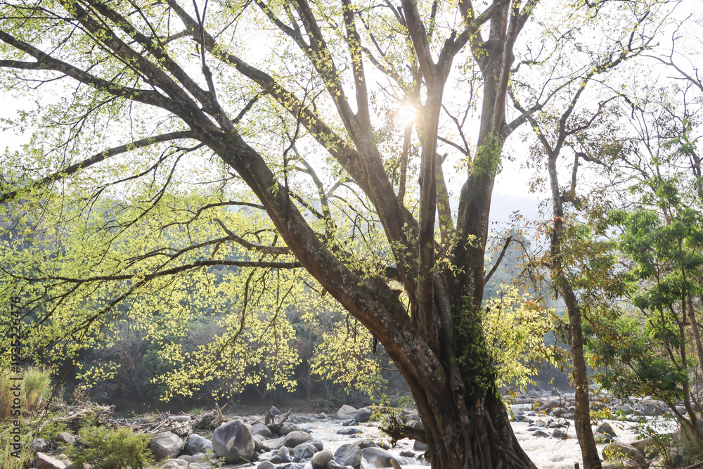 Fototapeta premium Peaceful and scenic outdoor landscape showing majestic tree in spring. Beautiful sun light filtering through branches over river, truly tranquil nature view