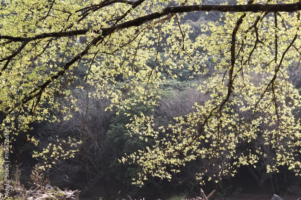 Fototapeta premium Serene and peaceful view of tree branch in spring with fresh green leaves glowing in sunlight. beautiful natural background evoking feeling of calm and new life