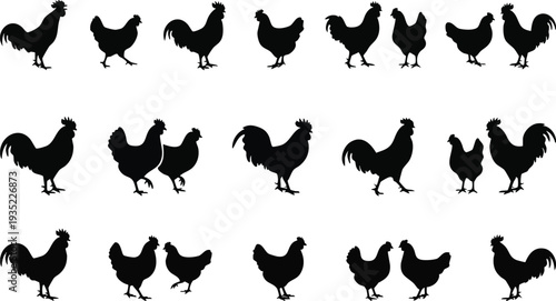 Silhouette of Roosters and Hens Standing.