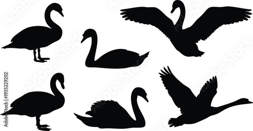 Black Silhouette of Swan Birds Flying.