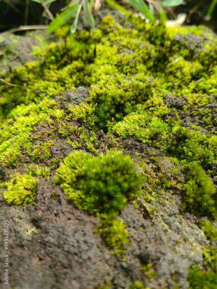 Obraz premium Lush Moss Covering Volcanic Rock