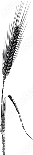 Black and white wheat ear illustration isolated on white background, hand drawn cereal grain spike botanical sketch for agriculture, harvest and organic food design