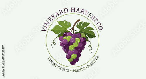 Vineyard Harvest Company Grape Logo Design.