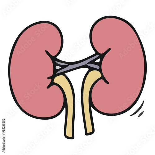 Kidney illustration concept
