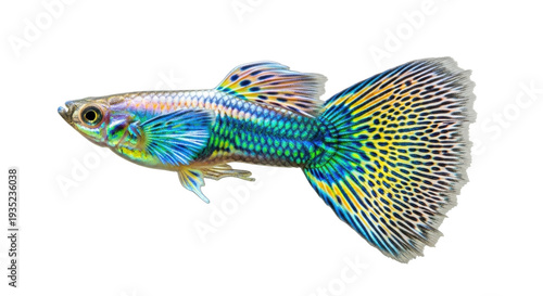 Isolated Male Guppy Fish with Iridescent Coloring and Intricate Patterned Fin for Stock Photography