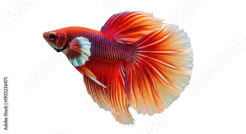 Isolated Betta Fish with Flowing Fins in Vibrant Orange and Blue Coloring Underwater Animal