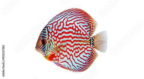 Isolated Red Turquoise Discus Fish, Popular Pet in Freshwater Aquariums, Tropical Animal