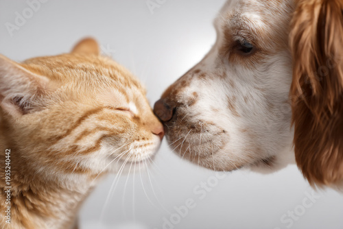Cat and dog touching noses in studio close up symbolizing friendship