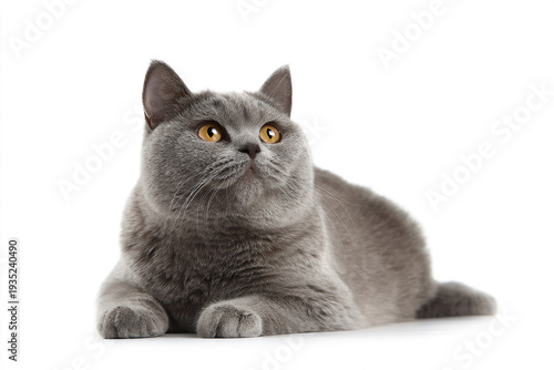 Gray British Shorthair cat lying on white background with copy space