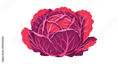 A vibrant illustration of a red cabbage with textured layered leaves