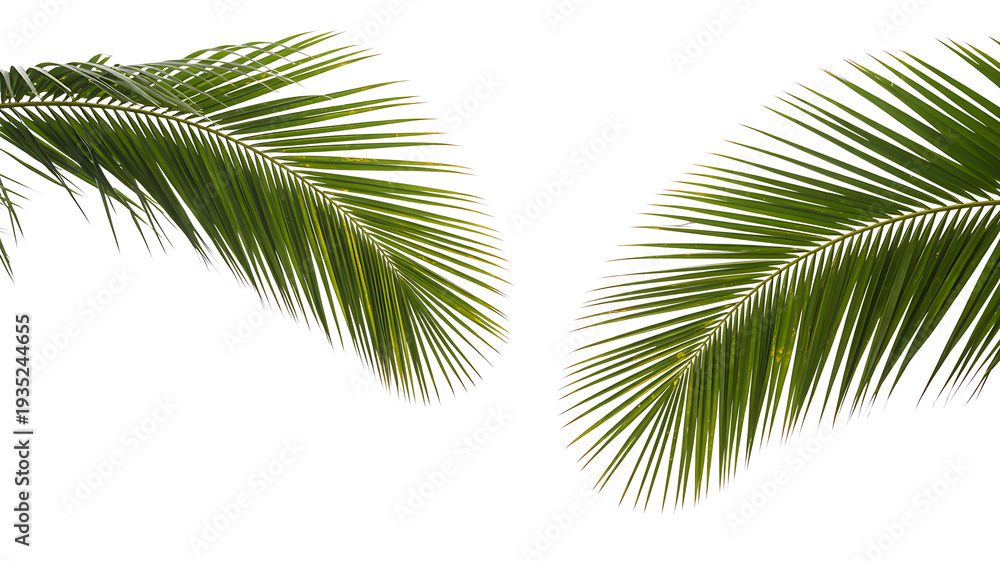 Naklejka premium Graceful green palm fronds curving outward, set against a white background for a fresh, tropical aesthetic suitable for summer, travel, and wellness concepts.