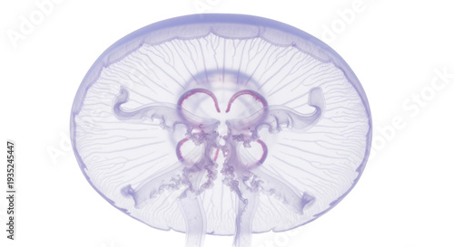 Konstfotografi Isolated glowing jellyfish swimming peacefully in the ocean with translucent bod