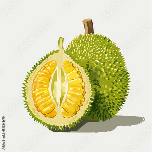 Detailed illustration of a durian fruit cut open to reveal its creamy yellow flesh and spiky green exterior on a white background from a front viewpoint