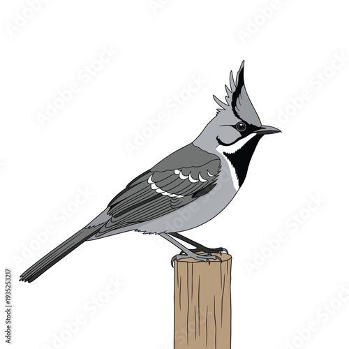 Detailed illustration of a crested tit bird with its distinctive head feathers perched calmly on a weathered wooden post in a rural setting.
