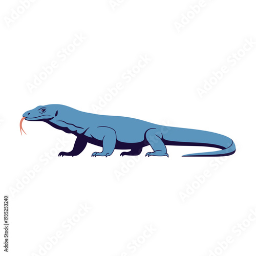 Large blue Komodo dragon lizard walks steadily forward with its flicking tongue out to detect scents in its environment on a white background.