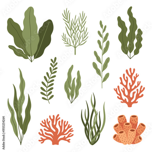 Assorted types of underwater plants including green seaweed, red coral, and orange sea sponges on a white background.