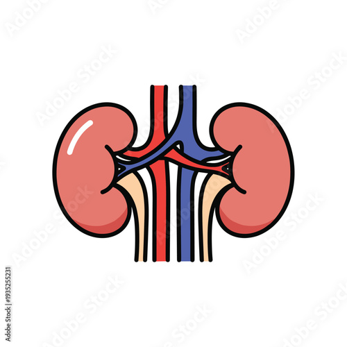 Anatomical vector illustration of human kidneys showing the internal structures along with renal arteries and veins in clear medical detail.