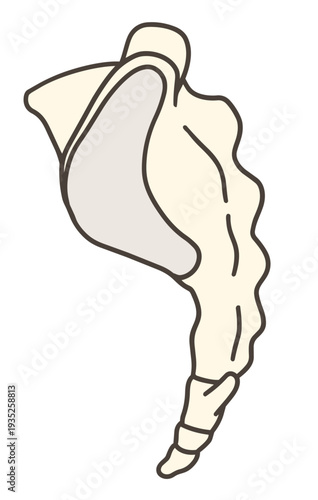 仙骨の側面の解剖学的イラスト