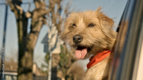 Obraz na plátně A dog with a reddish coat and an orange bandana looks out the window of a car, its tongue hanging out in apparent joy