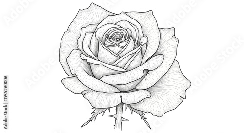 Beautiful Detailed Rose Flower Blooming on an Isolated White Background.