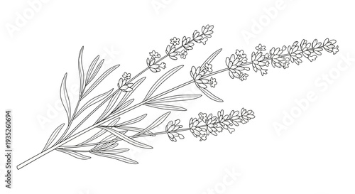 Elegant Lavender Plant Branch with Blooming Flowers and Leaves, Isolated White Background.
