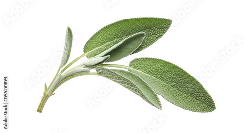 Quadro em tela Isolated sprig of fresh garden sage herb for cooking with leaves, natural, culin