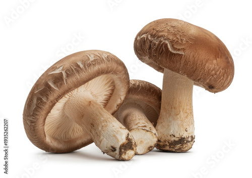 Three brown mushrooms on white background isolated