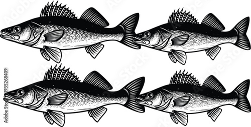 Black and white walleye fish illustration set isolated on white background, zander or perch predatory fish for fishing sports design