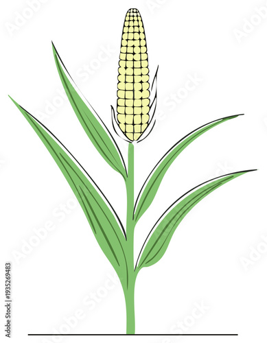 Stylized Illustration of a Single Corn Plant with Yellow Kernels and Green Leaves