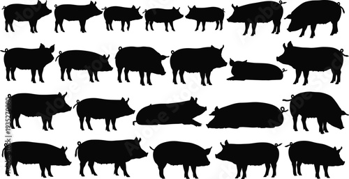 Black pig silhouettes set isolated on white background, farm animal collection of swine in various poses like standing and lying