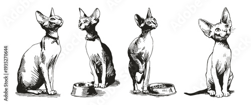 Playful sphynx kitten sketch style pose set. Vectorcats near feeding dish. Illustrations for pet care ads and print decor. Crayon drawn style, pencil drawing.