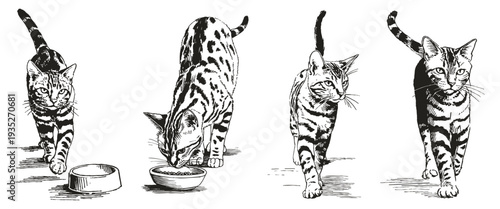 Bengal cat walking and eating poses. Illustrations for advertising and veterinary themes. Hand drawn style sketch shows active feline near bowl with expressive motion.