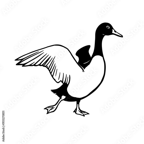 black duck silhouette with detailed wing tips and webbed feet visible, ideal for nature, wildlife, and aerial photography visuals