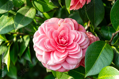 Magnolie