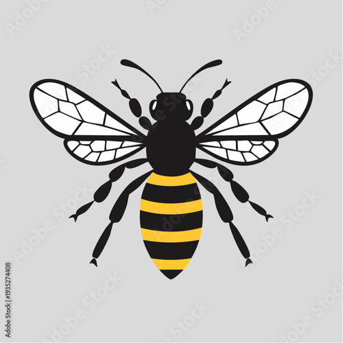 Clean vector illustration of a honey bee, a crucial pollinating insect, featuring classic black and yellow stripes and detailed white wings for nature graphics
