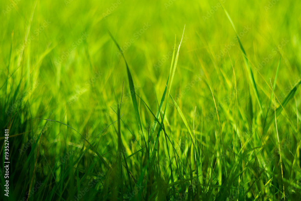 Obraz premium Bright green grass grows in a sunny field under clear blue sky