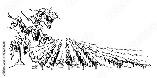Vineyard panorama with repeating grapevine rows and open farmland, leafy vine with grape clusters for harvest closeup. Ink vector illustration hand drawn for wine industry visuals, posters, brochures.