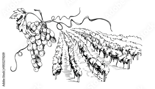 Elegant vineyard scene with rhythmic rows of grapevines, grape cluster with leaves and curling tendrils side motif. Isolated ink vector illustration. Wine branding, print design, storytelling visuals.