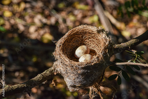 Malaysian pied fantail 'nest with two eggs . A  bird 'nest  with  two eggs  in the forest .