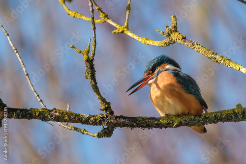 Eisvogel