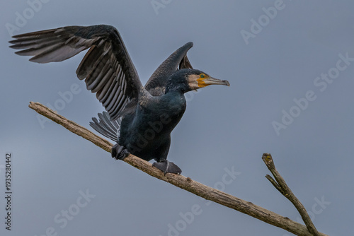 Kormoran