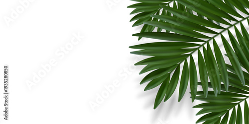 Green palm leaves with blurred shadow. Chamaedorea palm. Realistic vector illustration isolated on a white background.