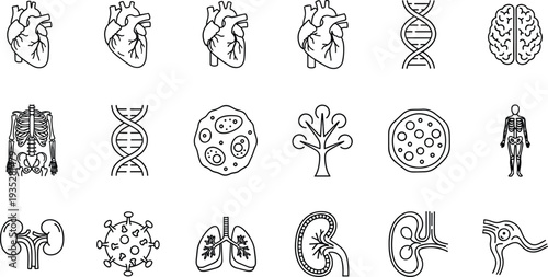 Blue line medical anatomy icons set featuring heart, DNA helix, brain, skeleton, lungs, kidney, cells and virus symbols for healthcare, biology education and science design