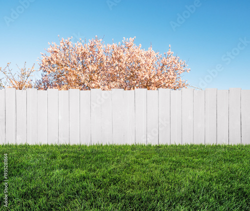 spring bloom tree in backyard and wooden white garden fence