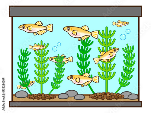 かわいいメダカの水槽と水草のイラスト素材2